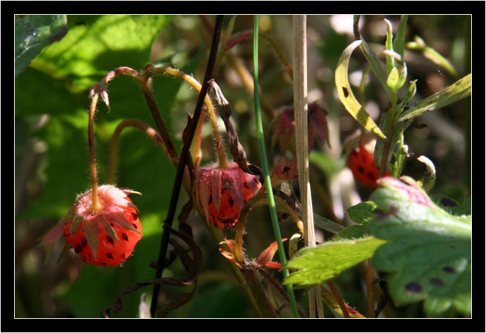 Wild strawberries on the vine