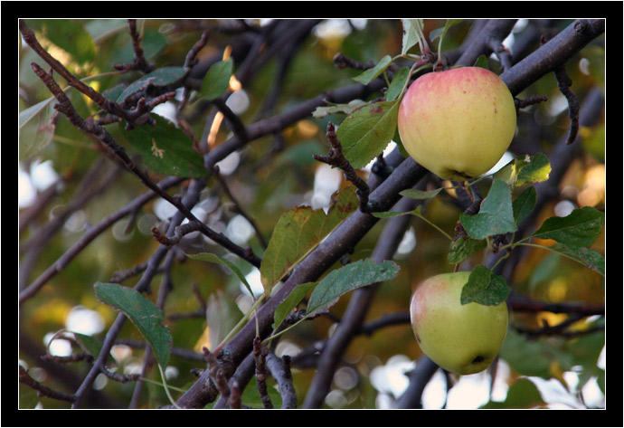 Apples