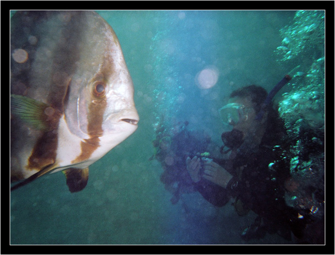 Curious batfish in class