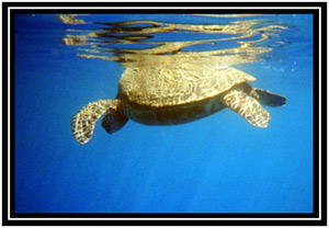 A big Green Sea Turtle