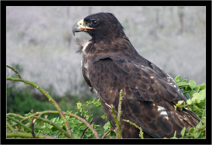 Galapagos Hawk