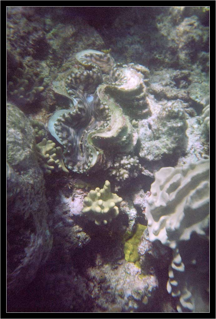 Giant Clam