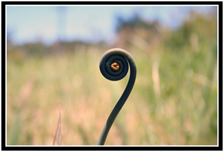 Oksanas picture of a lone fern.