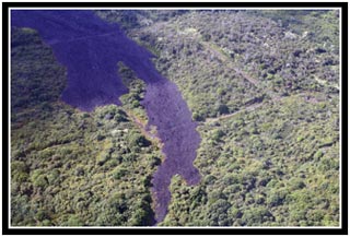 Vegetation crowds a lone finger of cooled lava.