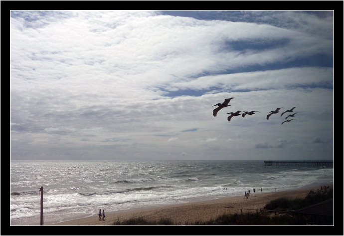 Pelicans flying outside the window