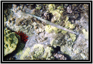 Needlefish, or maybe a trumpetfish, hell I dunno.