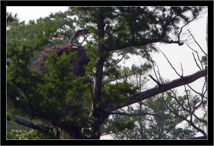 Osprey in nest