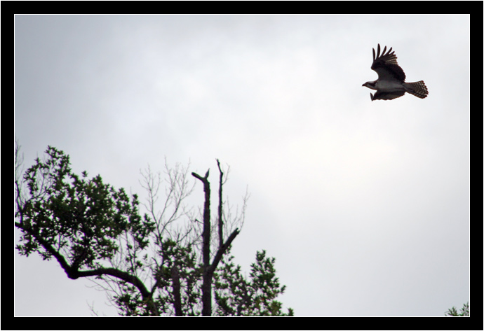 Osprey