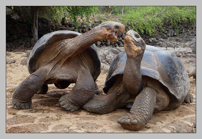 Tortoise Dominance Games at the Darwin Research Station