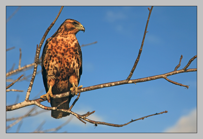 Galapagos Hawk