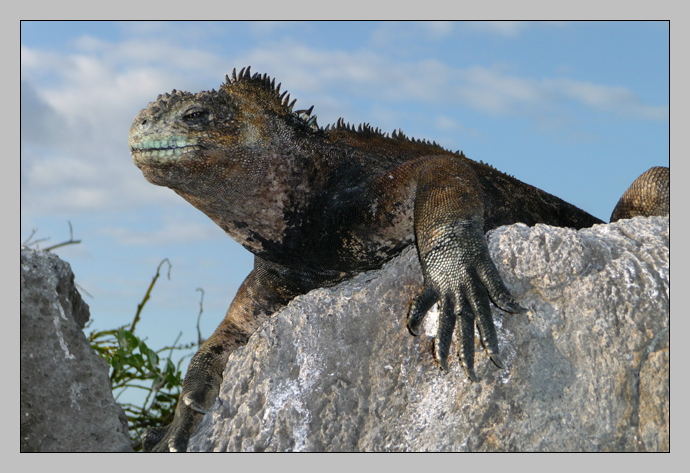 Marine Iguana