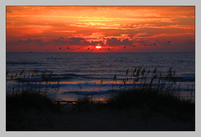 Pelicans at Sunrise, Nags Head, NC