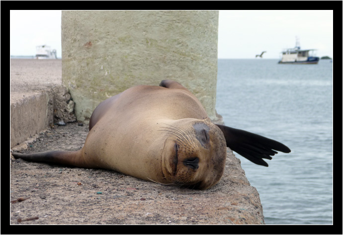 Sleeping sea lion