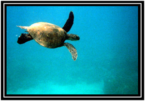 A small Green Sea Turtle.